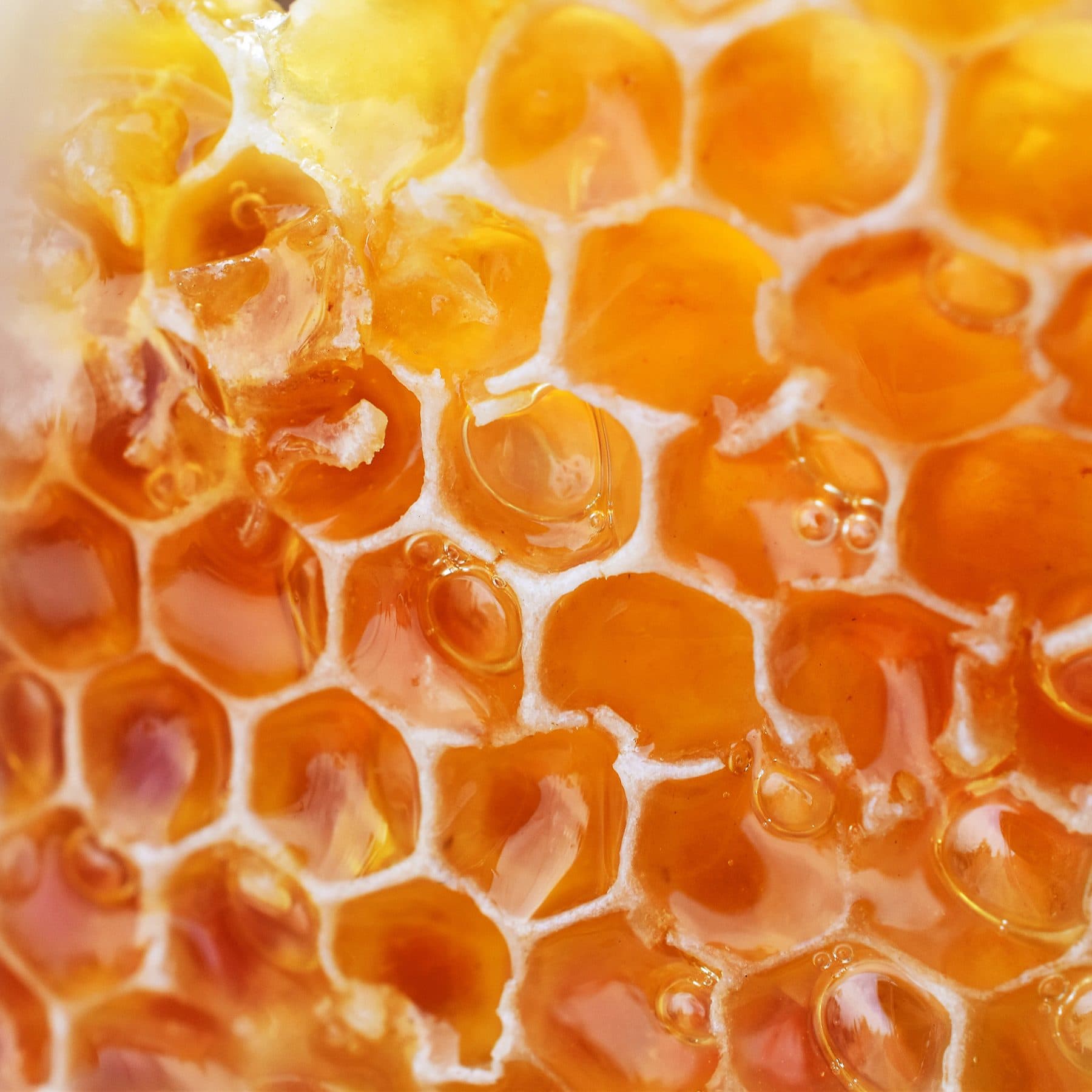 Manuka Balı Nedir? Yeni Zelanda'nın Nadir Balını Tanıyın fotoğrafı